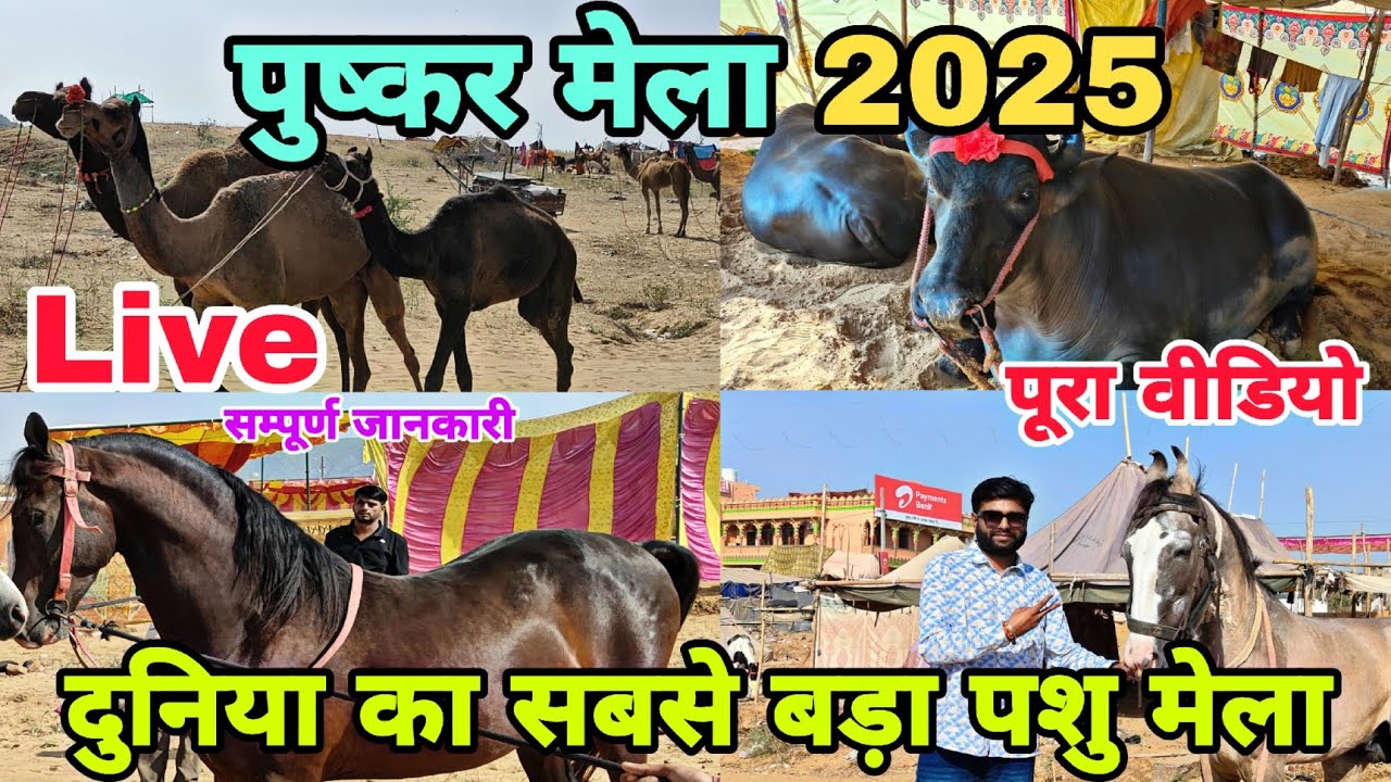 Pushkar Mela 2025 | Pushkar Mela 2025 live | Pushkar Horse Mela 2025 live | पुष्कर मेला 2025 