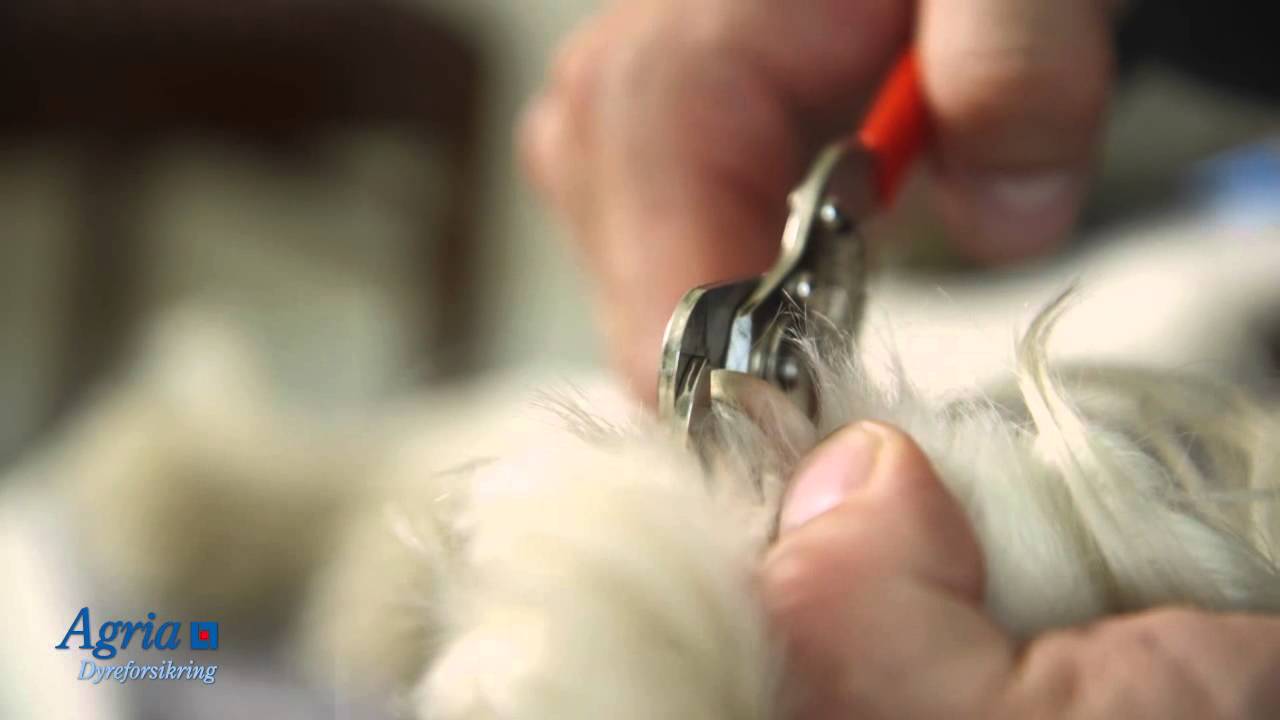 Agria Hundetips 3: Klipning af hundens klør