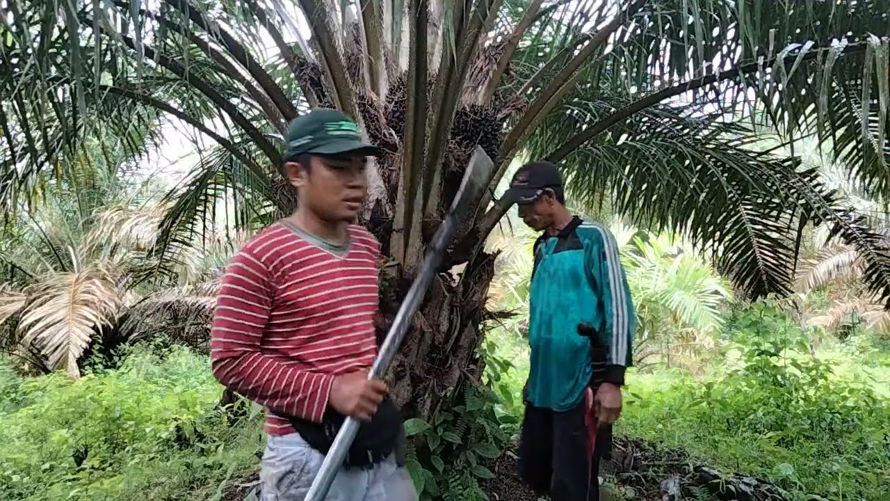 sahabat petani cekatan // dodos buah sawit sekali hentakan