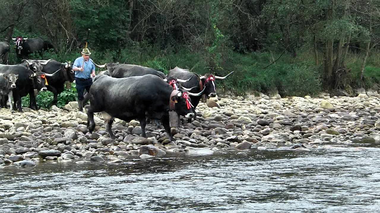 Tudancas en el Saja
