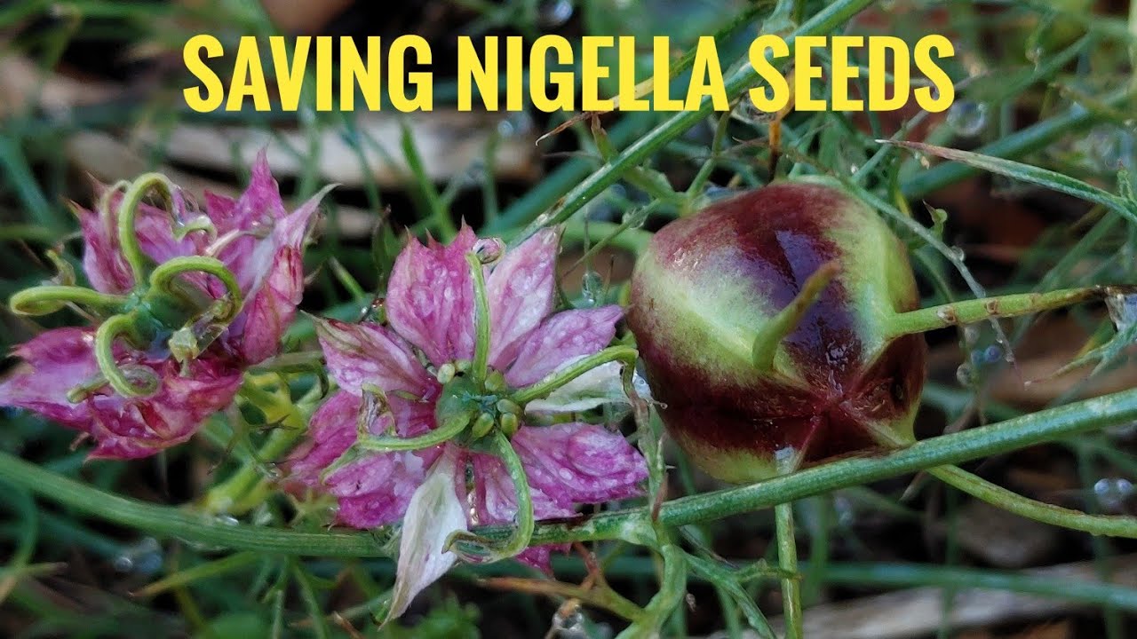 HOW TO SAVE Nigella seeds, Love-in-a-Mist flower (black cumin seeds)
