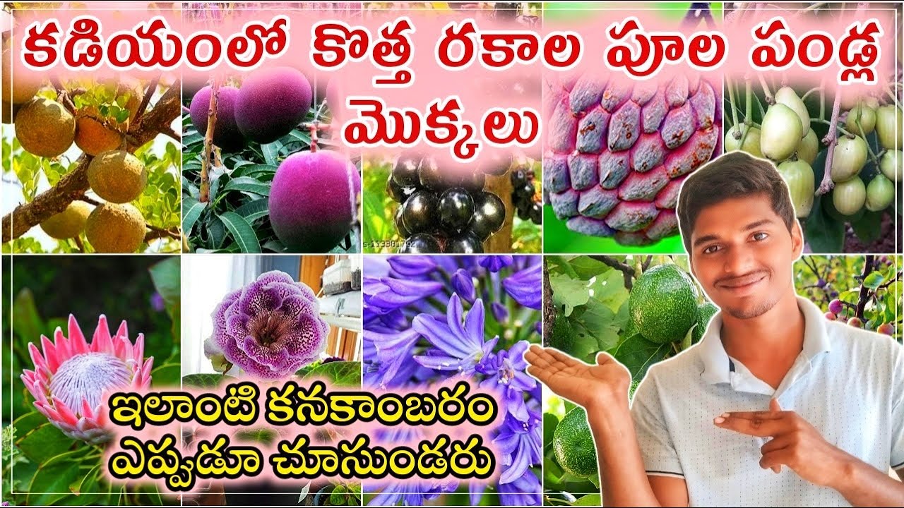 కడియంలో కొత్త రకాల పూల పండ్ల మొక్కలు|చాలా రేర్ కనకాంబరం మొక్క|#plants #kadiyam #homegarden #viral 