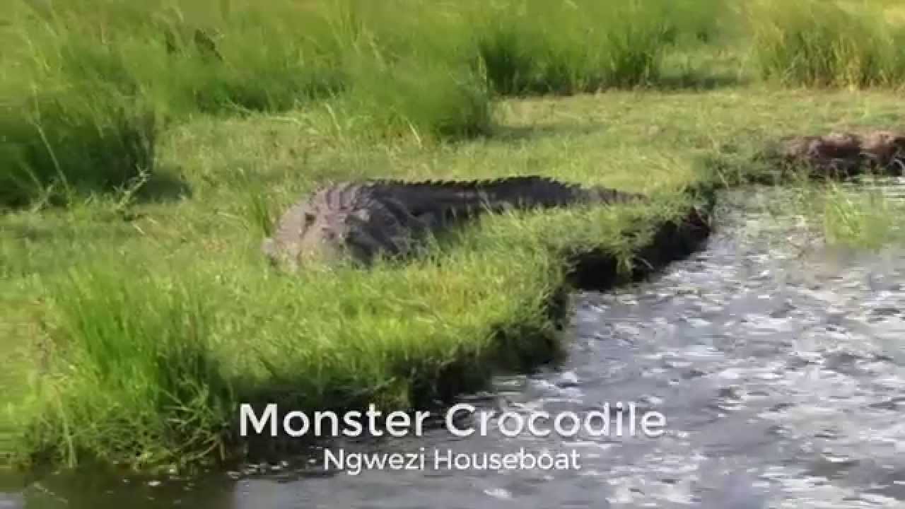 Monster Crocodile in the Okavango panhandle, while on the Ngwesi Houseboat
