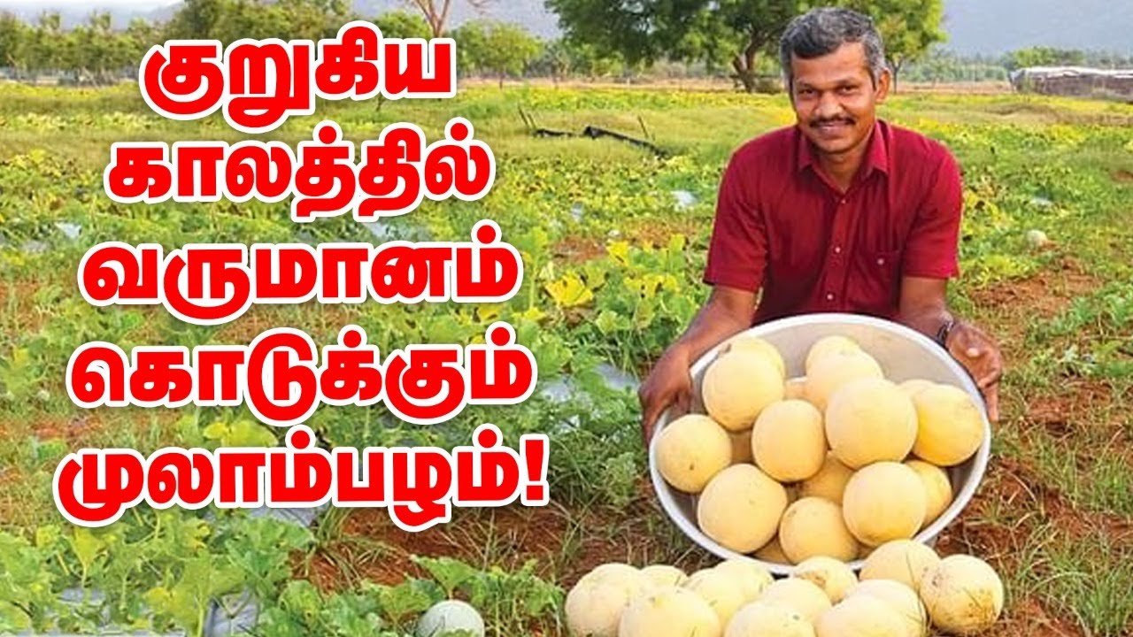 60 நாளில் வருமானம் கொடுக்கும் முலாம்பழம்!  #muskmelon