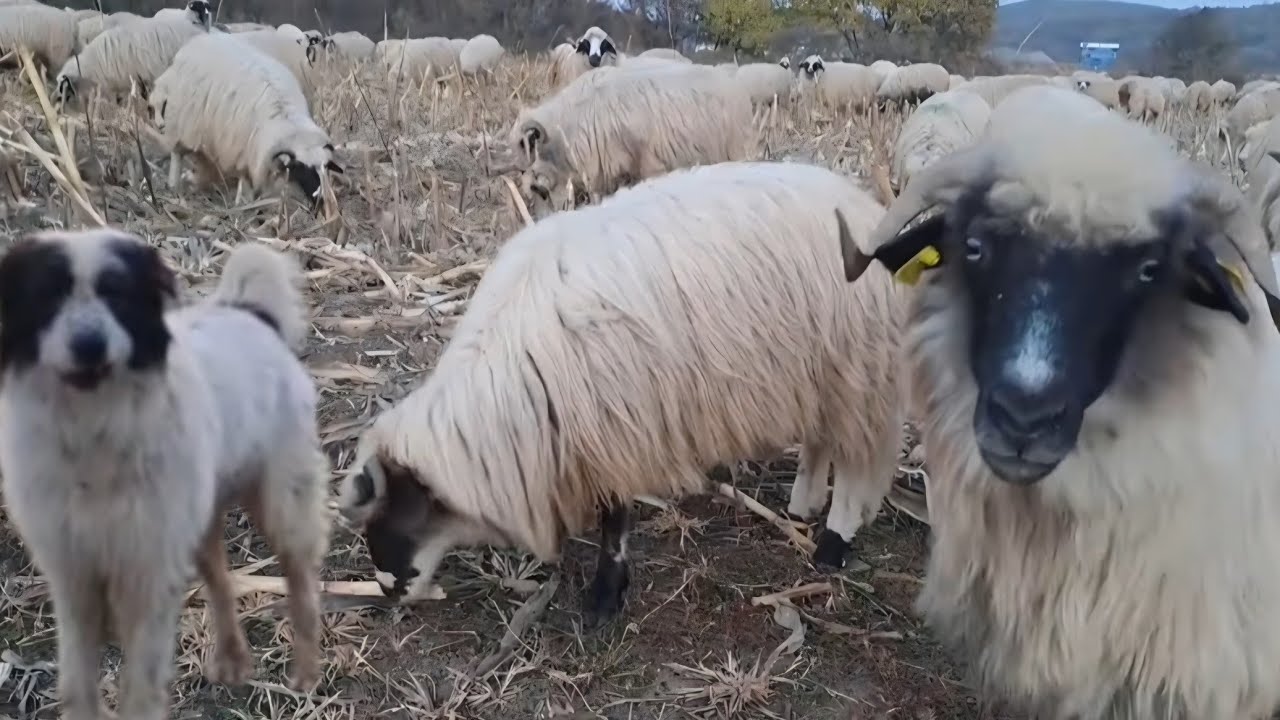La o  frumoasă turmă de oi în Sutor județul Sălaj alături de Ion Ciobănașu 