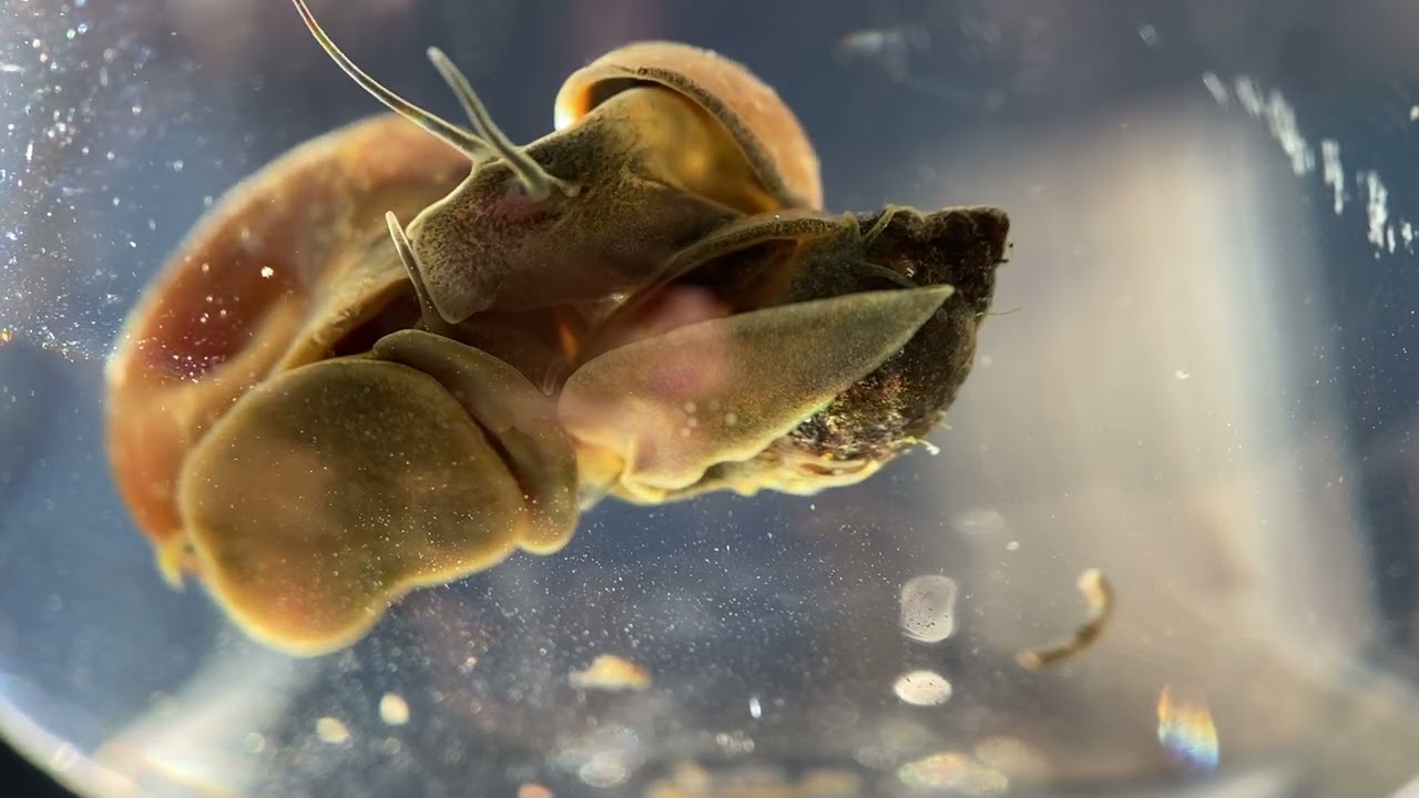 Aquatic Snail Foot