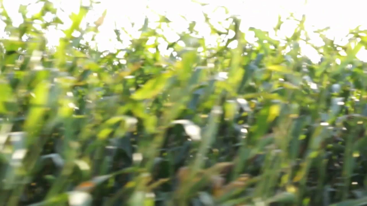 Sigur R&oacute;s - Ekki M&uacute;kk ::: official entry for valtari mystery film competition :::