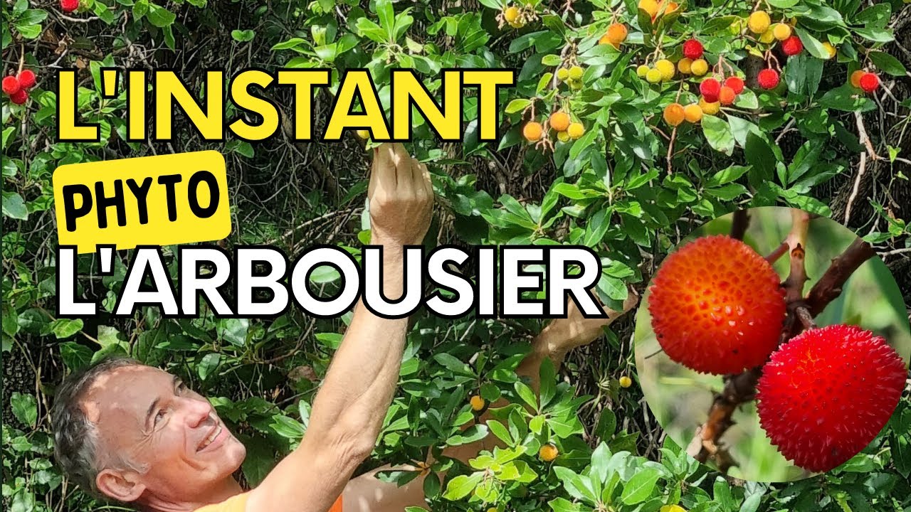 L'arbre aux fraises : l'arbousier.