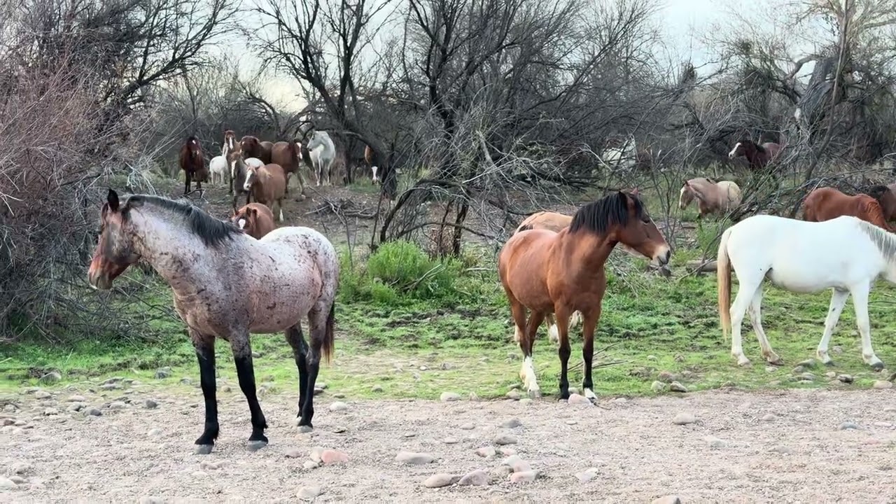 Salt River Horses 