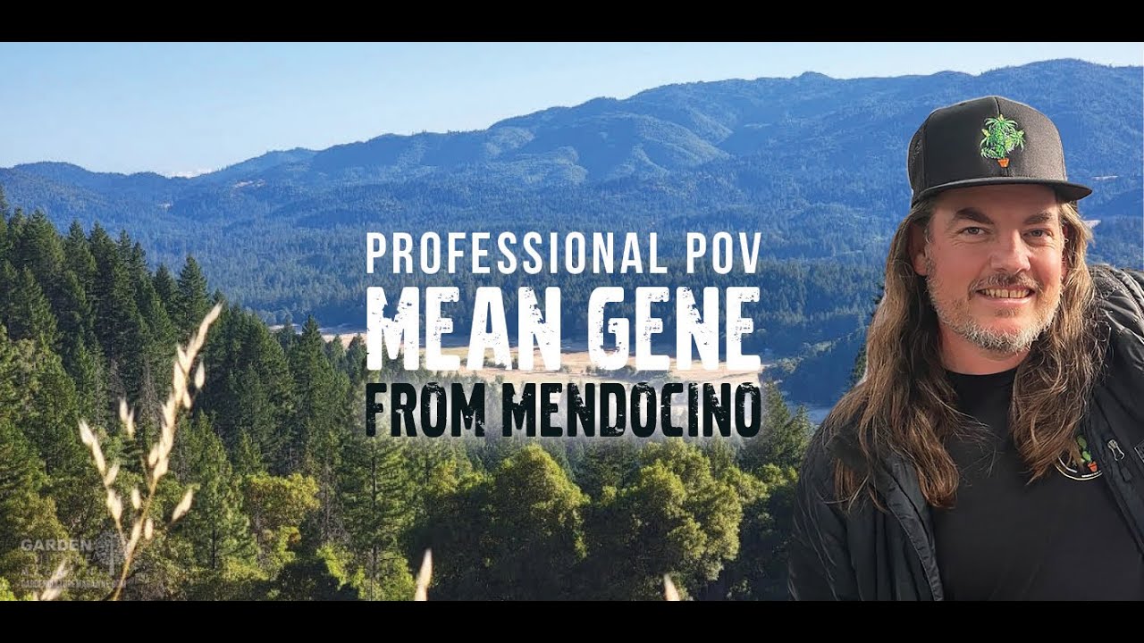 Mean Gene from Mendocino on 25+ Years of Cannabis Breeding & Seed Stewardship | Professional POV