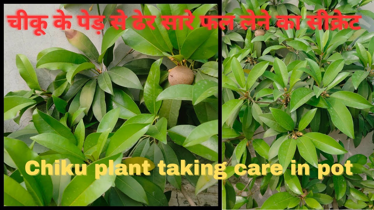 Increasing Chiku Fruit Yield | Growing Exotic Fruit Trees on Terrace | Tips and Tricks
