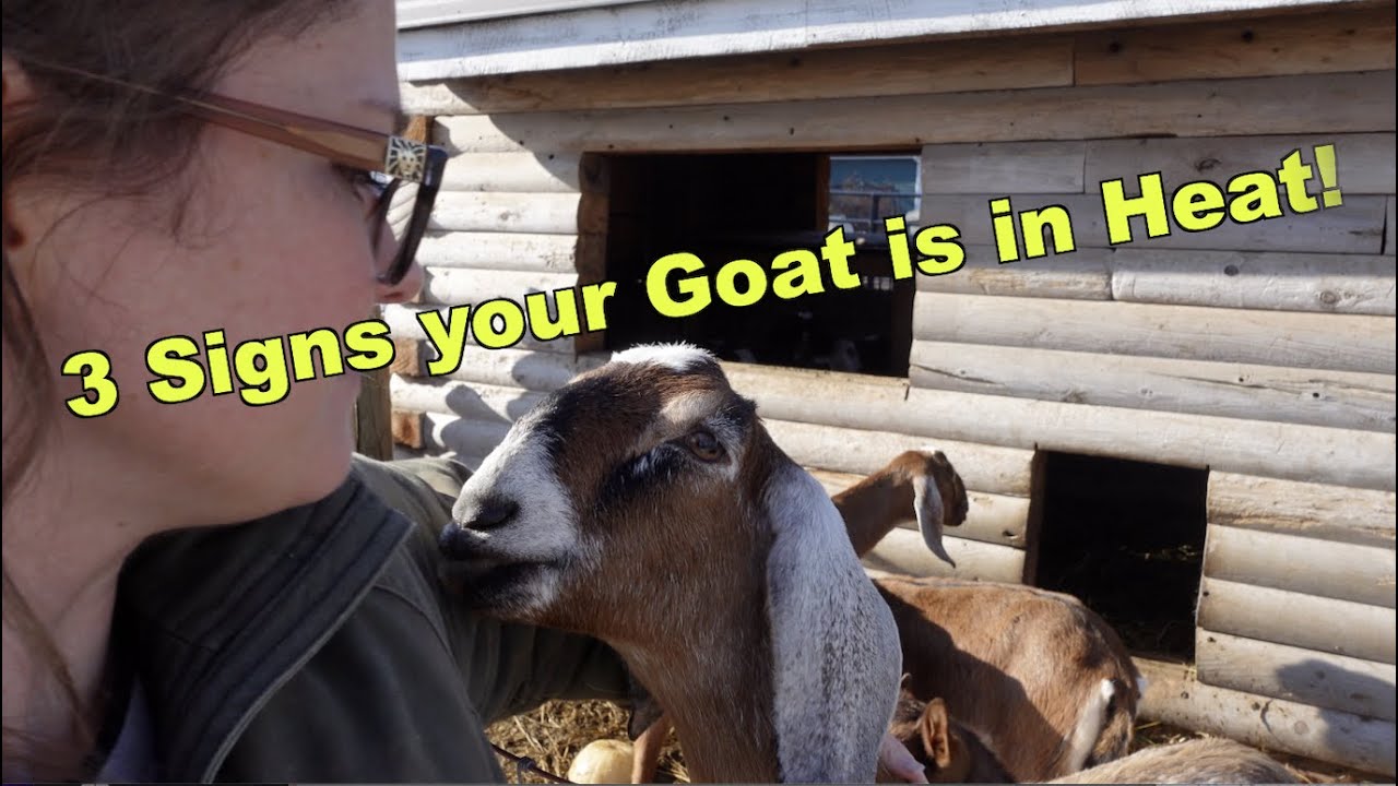 3 Signs your Goat is in Heat!