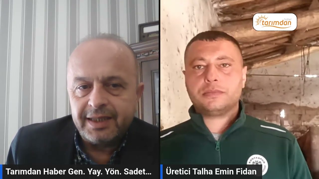 Şap yeniden mi yayılıyor? Konya’da üretici isyan etti: Süt yok, buzağı yok!