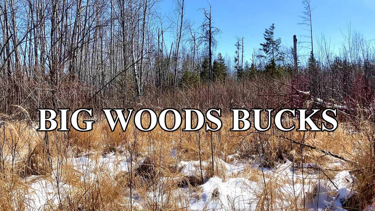 Low Deer Density, Big Woods Hunting Strategy [3 Step Success]