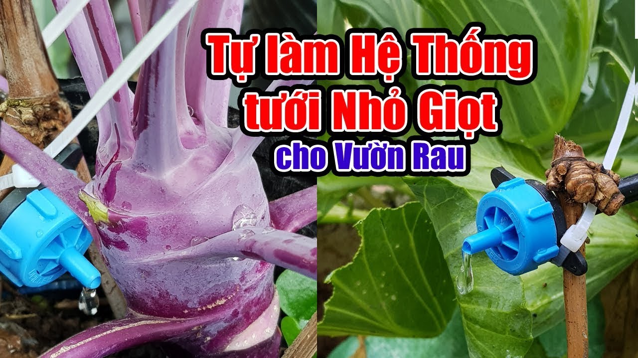 Tự làm hệ thống tưới nhỏ giọt cho vườn rau tại nhà.