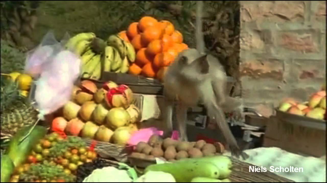 Animal fortress 2 Team Red in the city - Tf2 dub