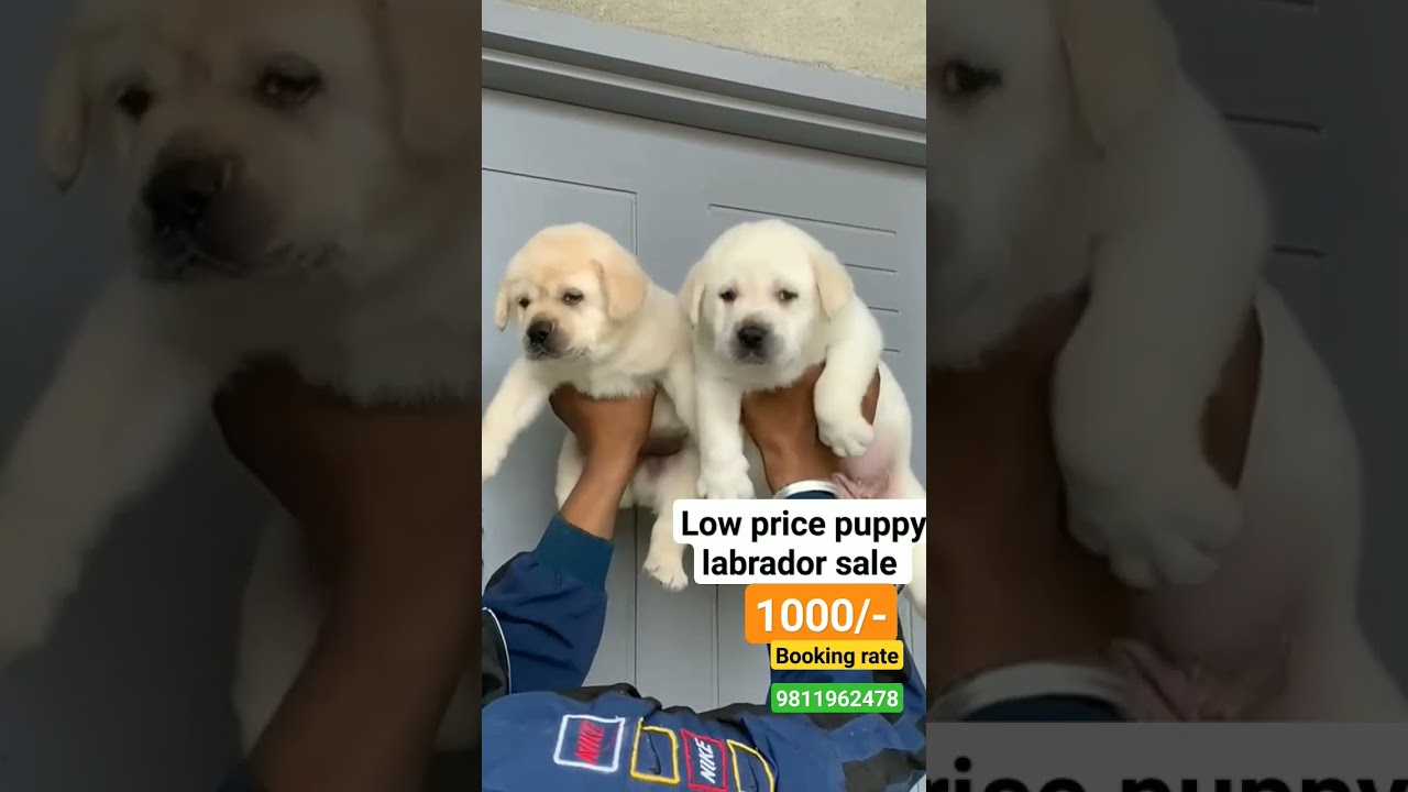 Cheapest dog market in delhi | low price puppy for sale | labrador puppy for sale | dog market