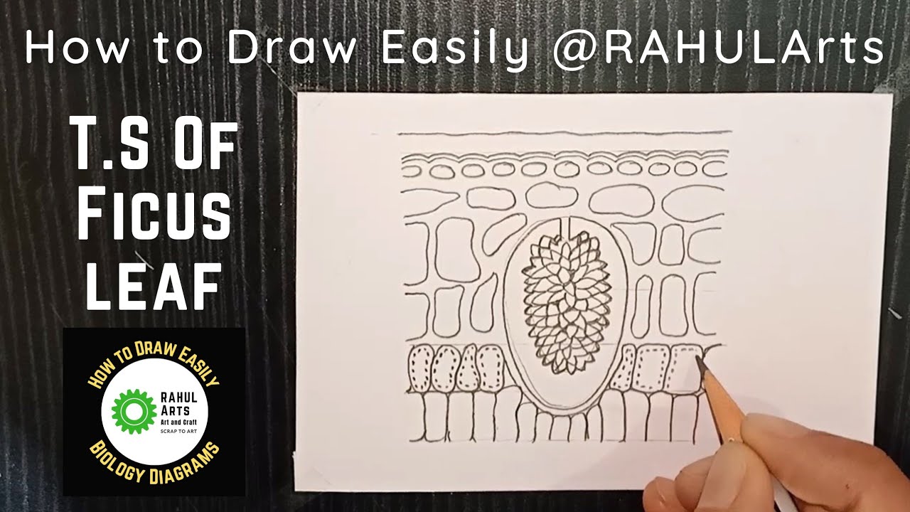 How to Draw T.S Of Ficus leaf