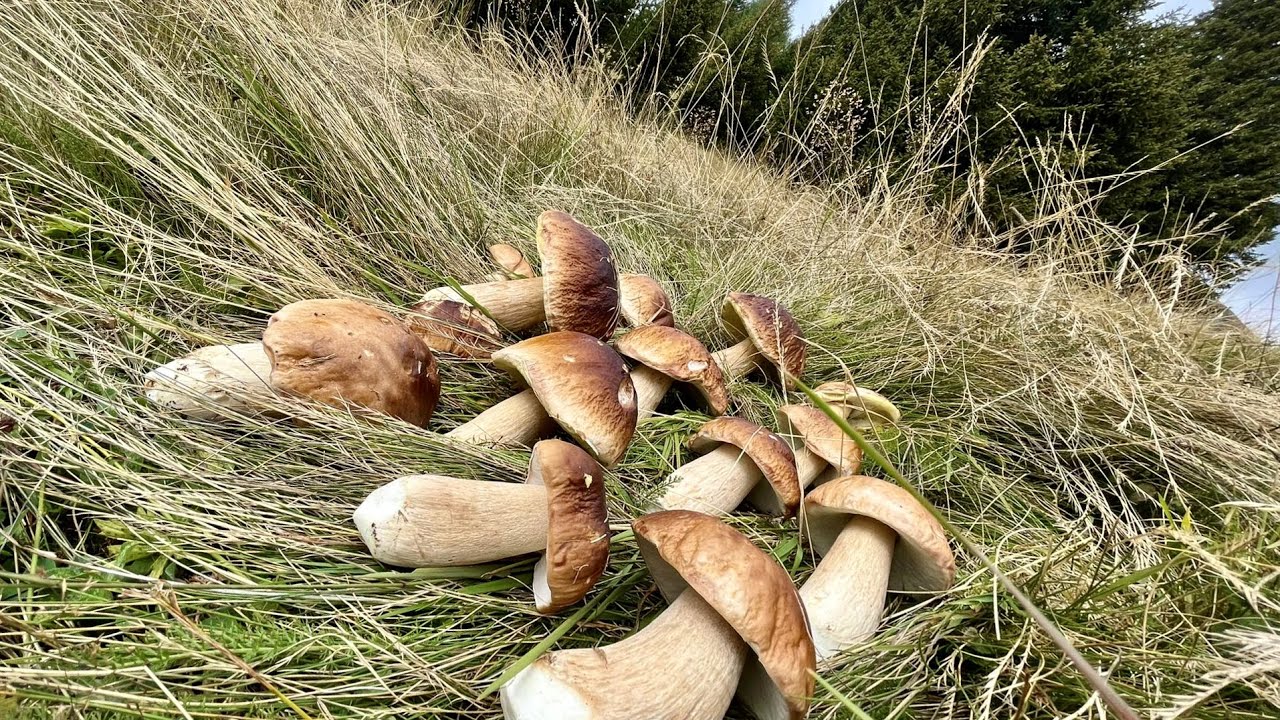 😱ASSURDO IN DUE METRI QUADRI FUNGHI PORCINI SETTEMBRE 2022
