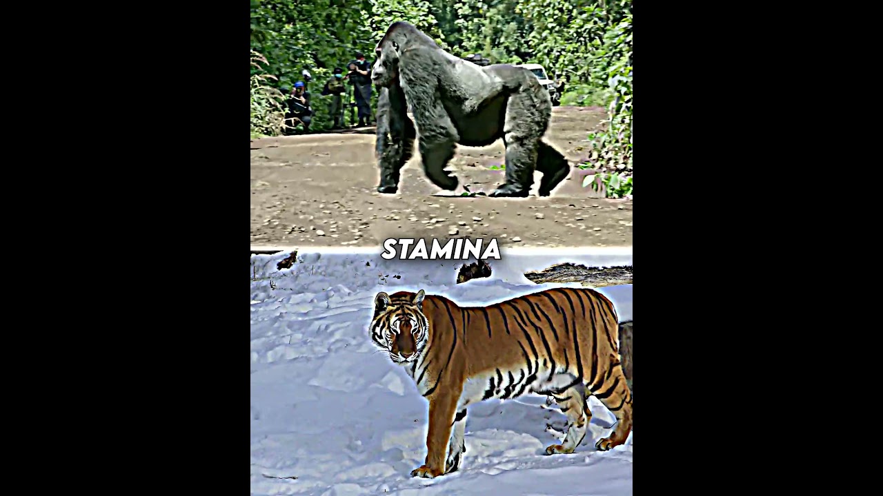 Gorilla vs Tiger | #shorts