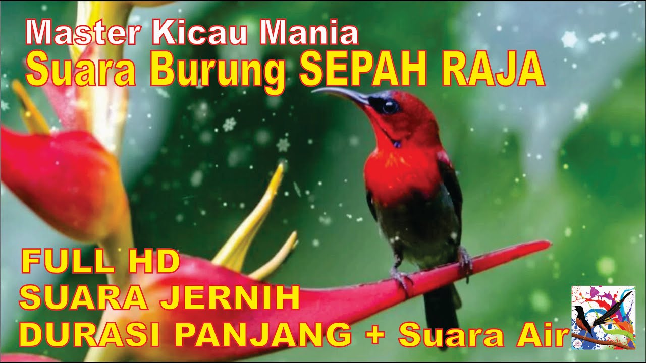 Masteran Murai, Suara Burung SEPAH RAJA Durasi Panjang + Terapi Suara Air Mengalir...FULL HD...!!!