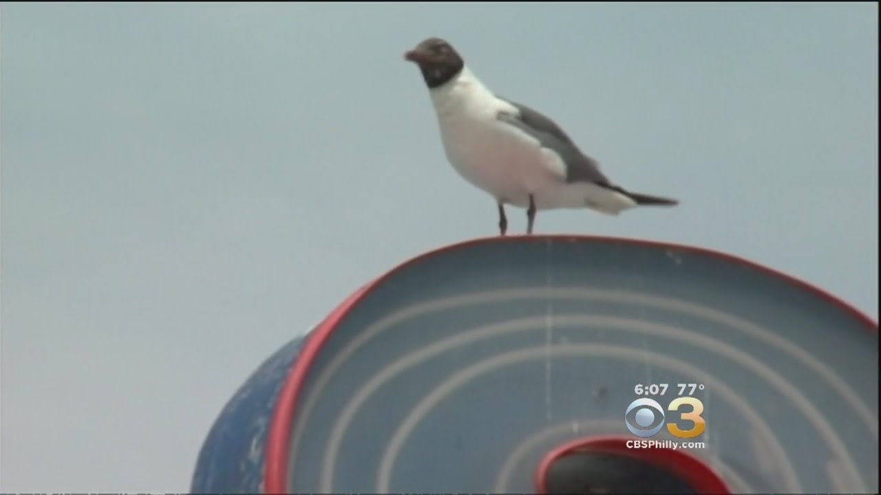 Beachgoers Witness Man Kill Seagull At Jersey Shore Beach