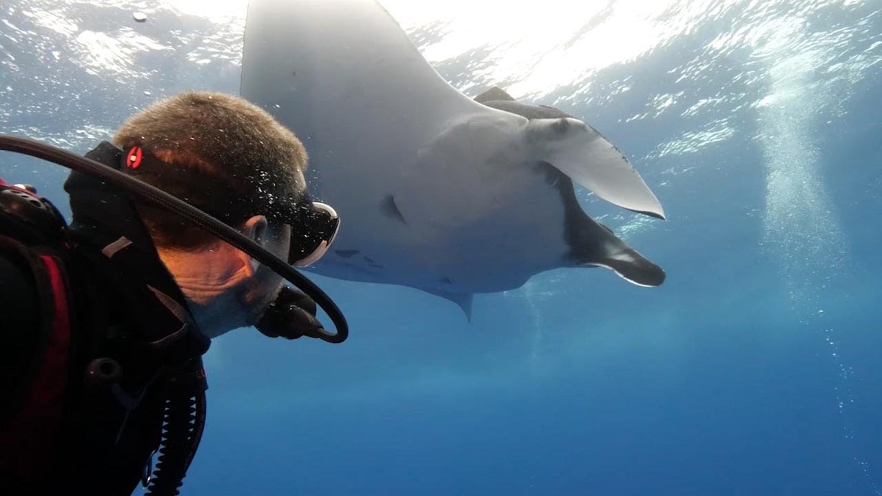Diver Swims With Mesmerising Manta Rays