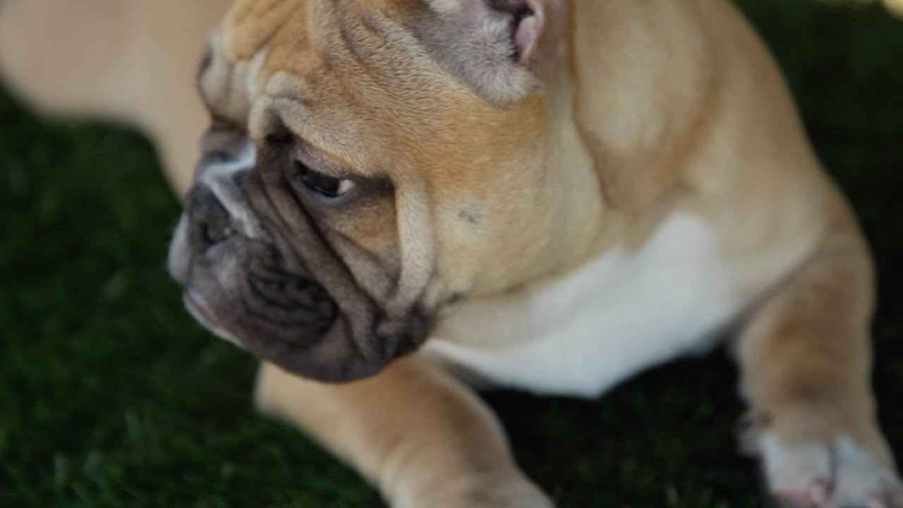 AMERICAN BULLY SHOW - BBCR COMPTON