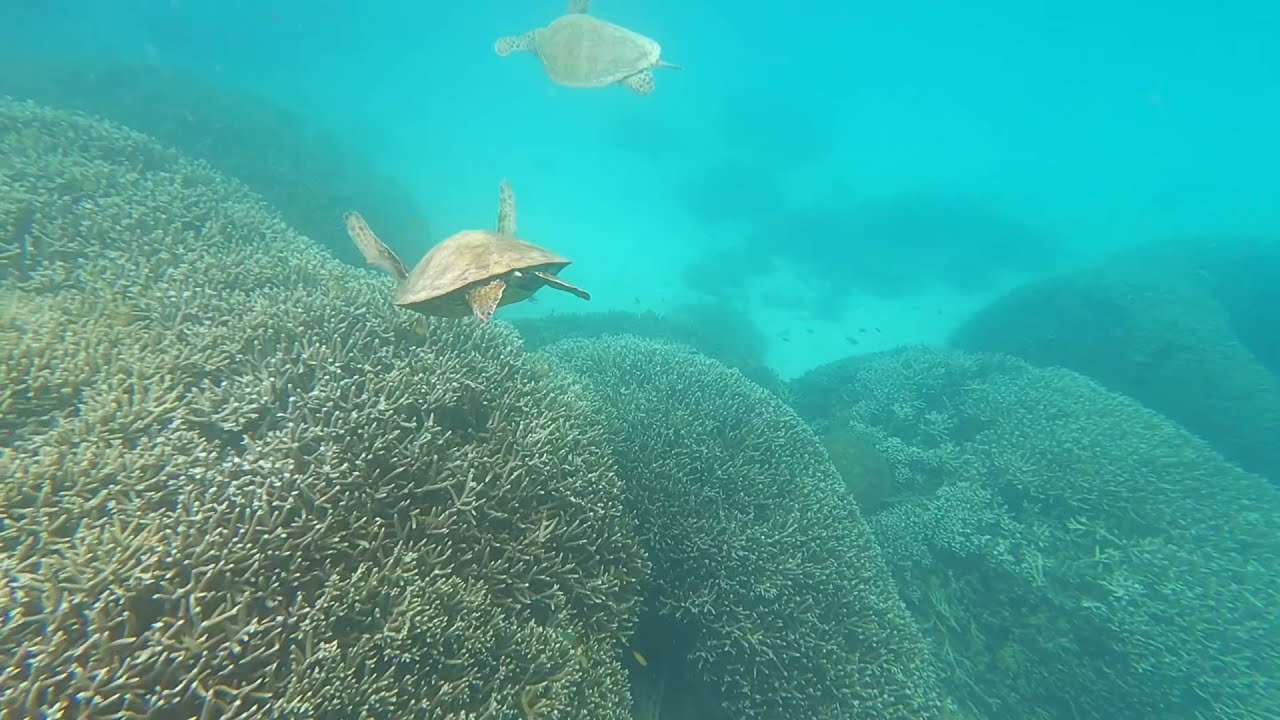 Best Great Barrier Reef trip - Heron Island Queensland