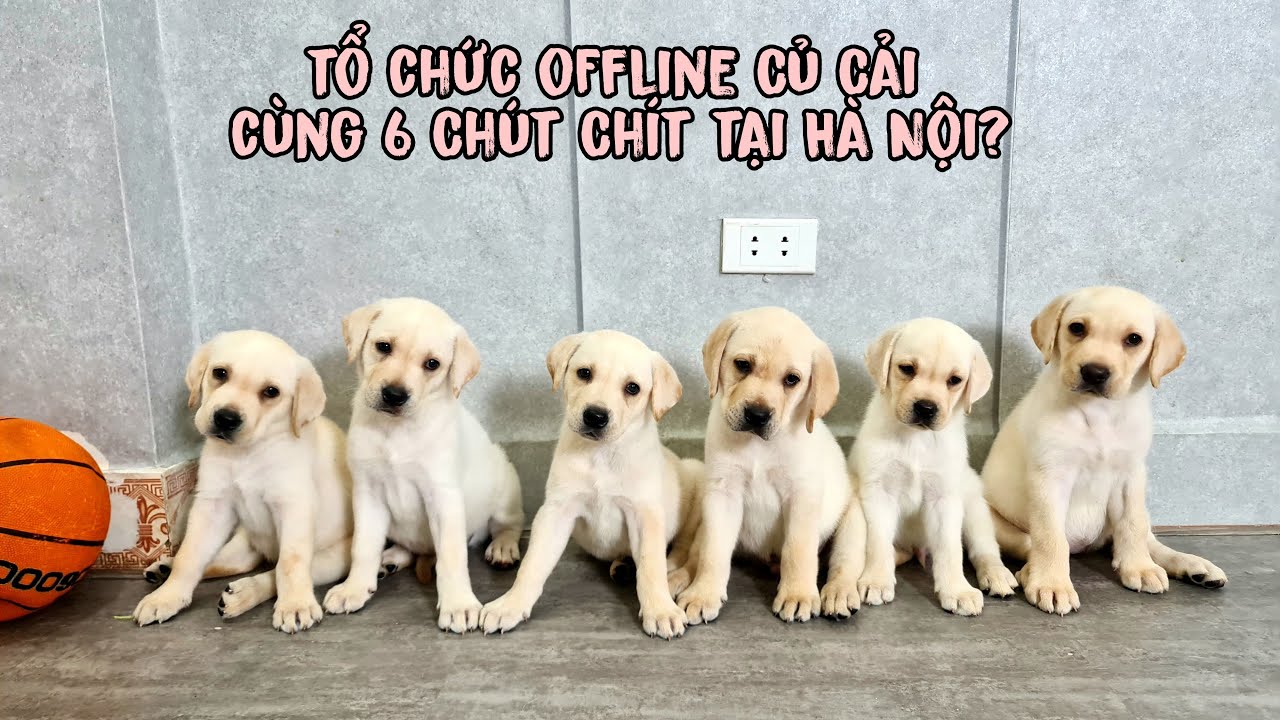 Tổ Chức 1 Buổi Offline Củ Cải C&ugrave;ng 6 Ch&uacute;t Ch&iacute;t Tại H&agrave; Nội