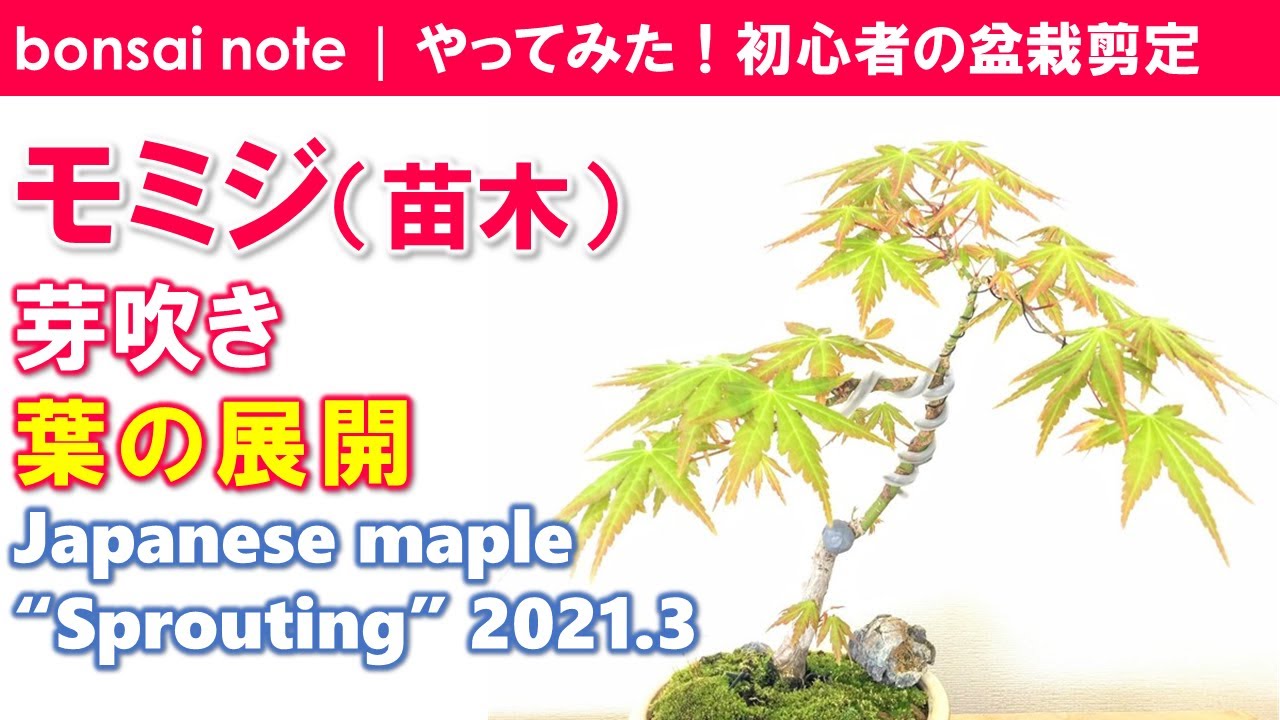 モミジ盆栽の芽吹き！葉の展開／2021.3｜Japanese maple “Sprouting”／bonsai