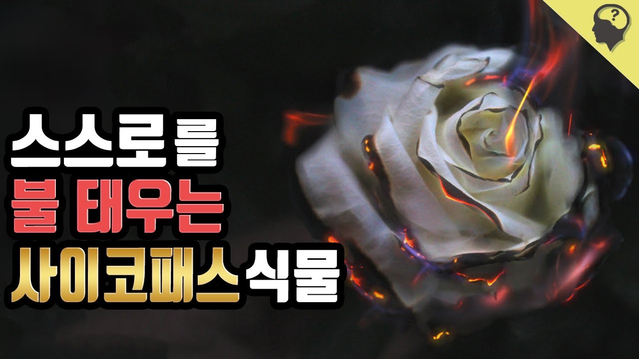 식물계의 방화광 사이코패스 '시스투스'의 이야기