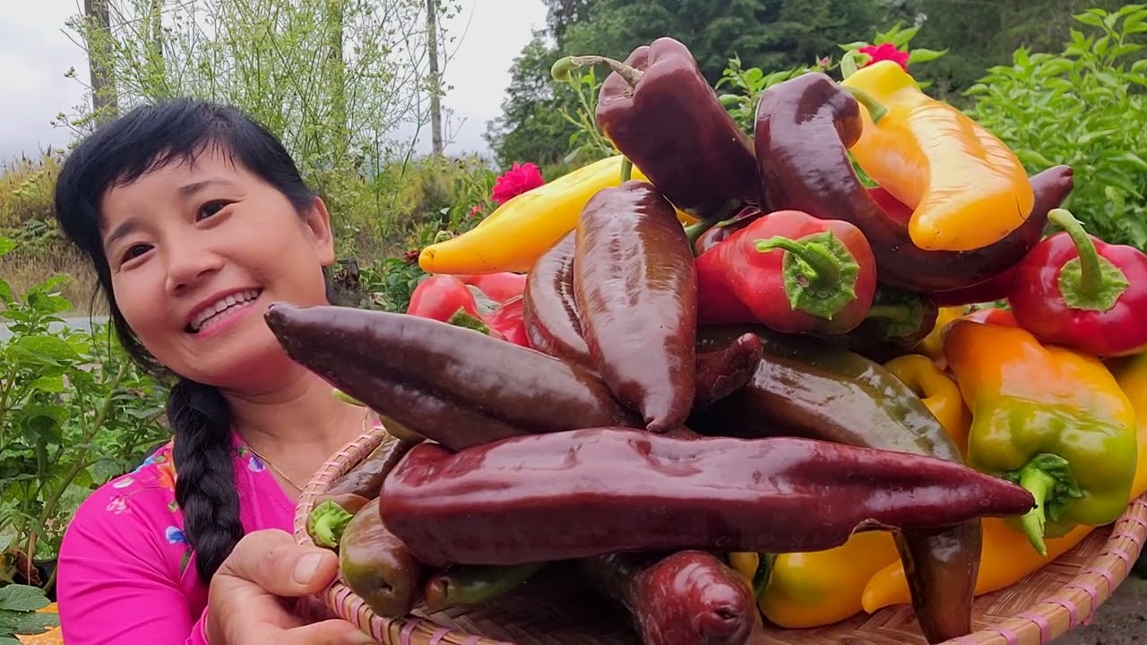 THU HOẠCH ỚT NGỌT SOCOLA, CAM, ĐỎ,DƯA HẤU TÝ HON, CÀ CHUA NHO,