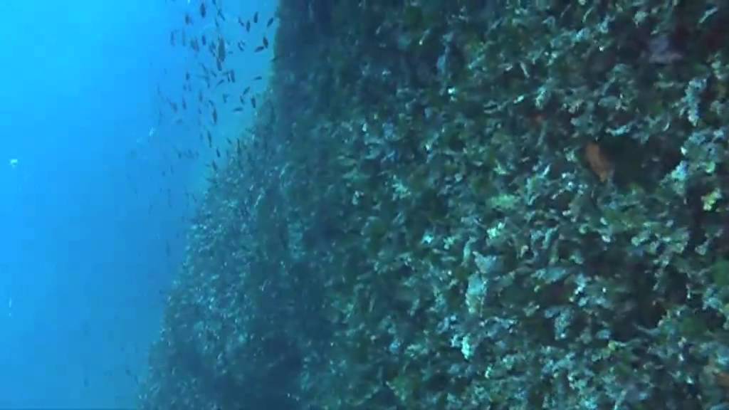 Diving with Seashell diving centre to film shoals of fish