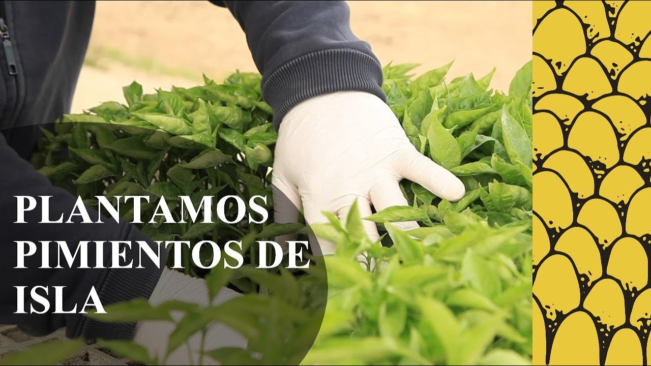 Plantamos PIMIENTOS de ISLA