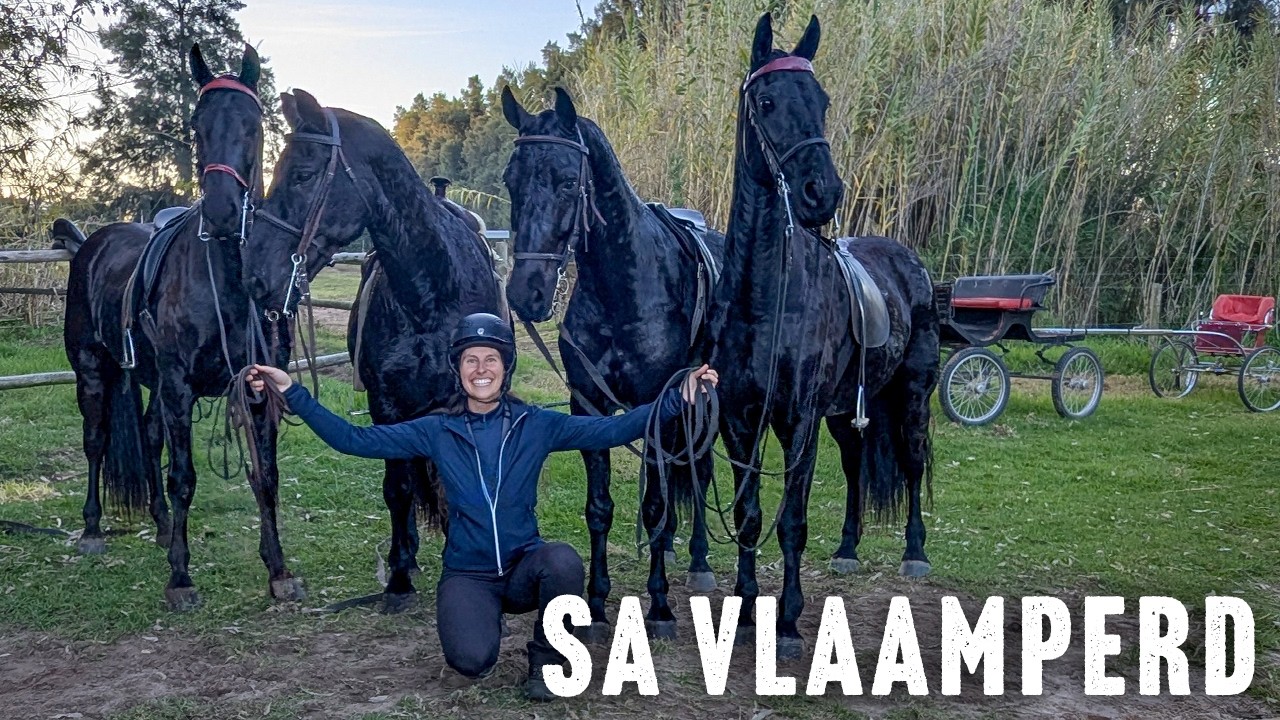Riding and Driving the Vlaamperd in South Africa | DiscoverTheHorse