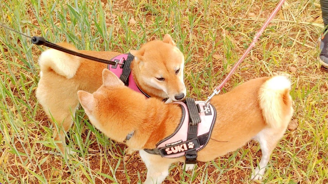 It's Time for Raya to meet Suki again...sadly to say it didn't go as we hoped.