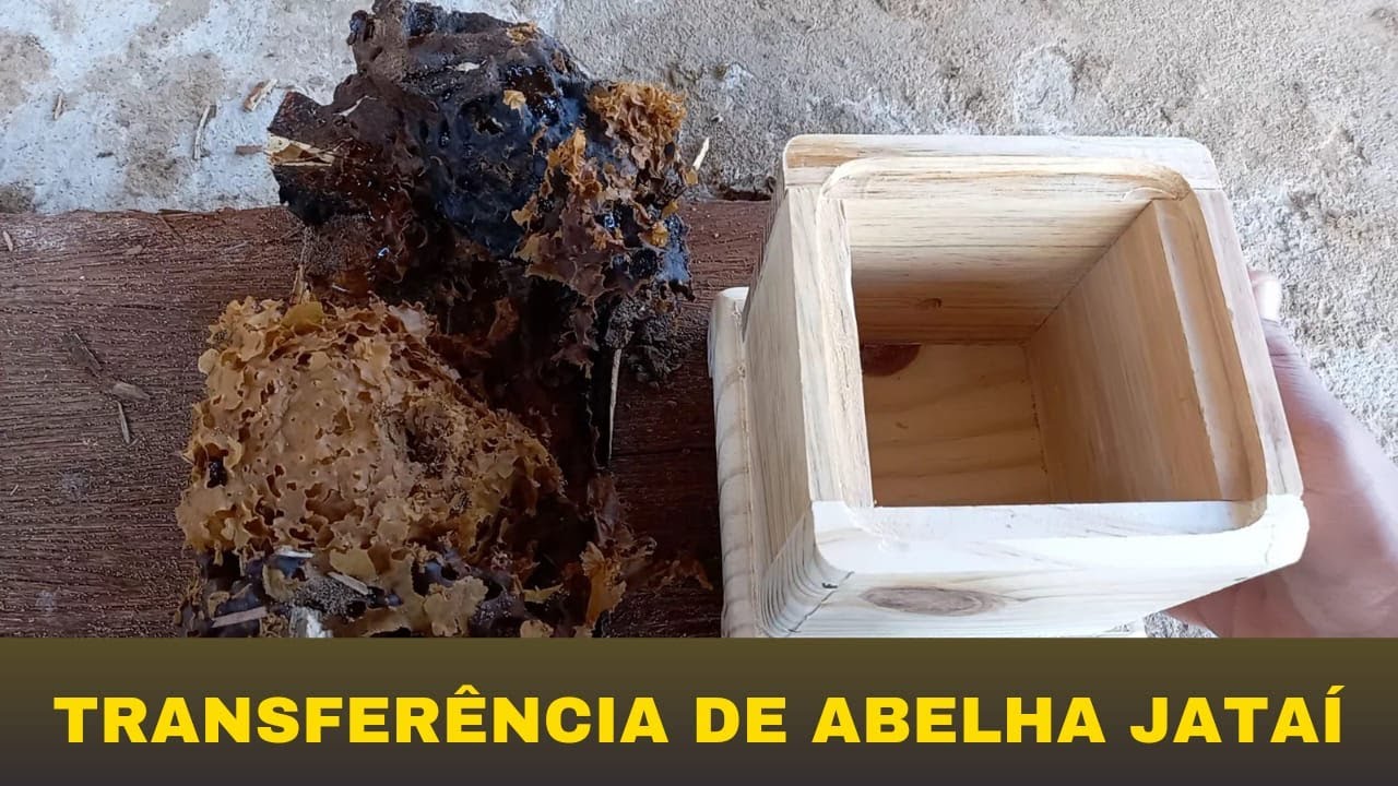 TROCANDO A CAIXA DAS MINHAS ABELHAS JATAÍ (TRANSFERÊNCIA DE ABELHAS JATAÍ)