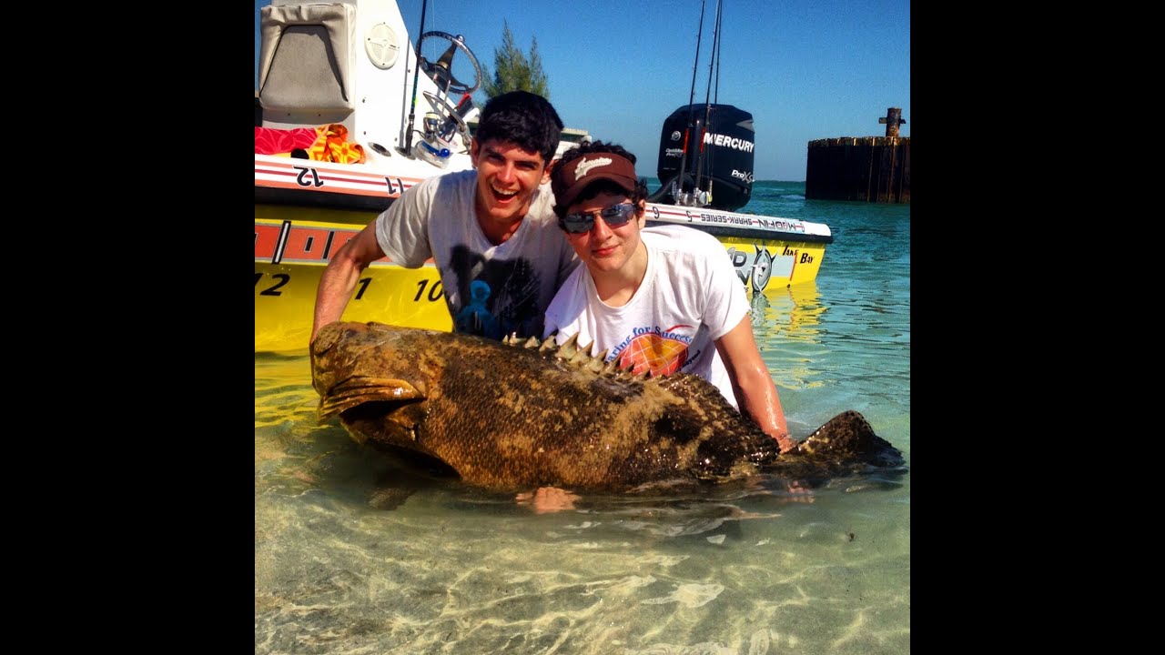 Goliath Grouper Fishing in Southwest Florida!