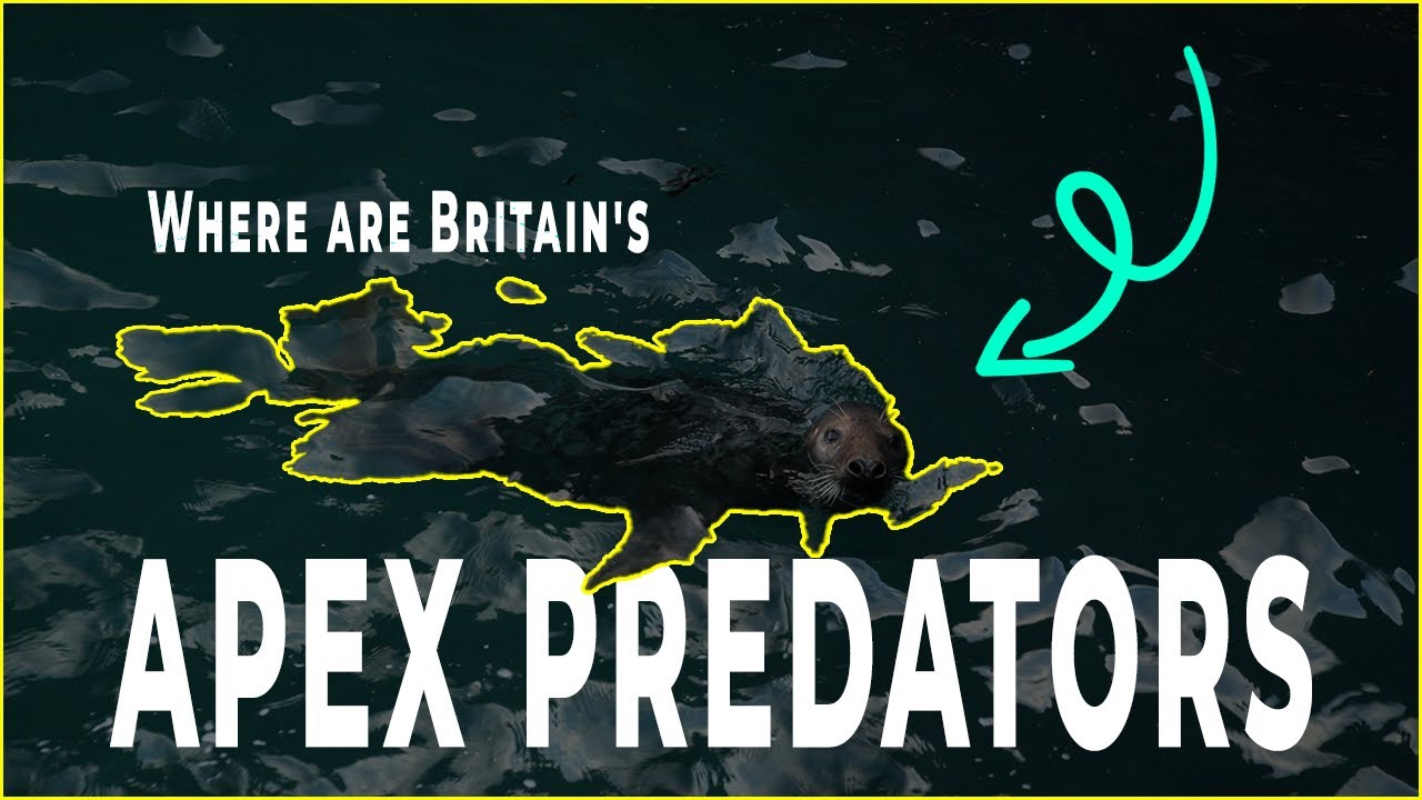 Searching for Britain's Apex Predators