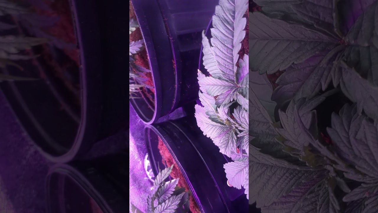 2X Malawi X Cactus Breath veg week 3 (left) 1X Sour Amnesia X ??? veg week 3