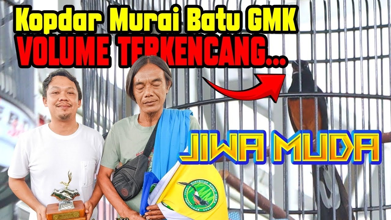 Asli Ngeriii ‼️ Murai Batu Jiwa Muda Mr. Odi Volum Terdasyat 😱 