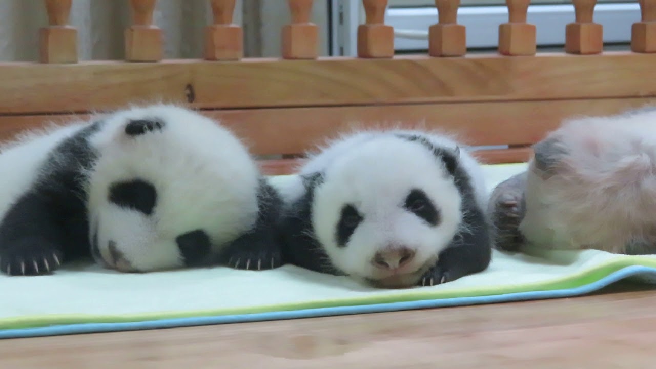 Cheng Feng, Cheng Lang & Ji Xiao @Chengdu Panda Base Jul. 26, 2019 成浪の目も開いたよ