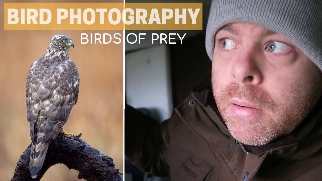 BIRD PHOTOGRAPHY | back to photograph birds of prey