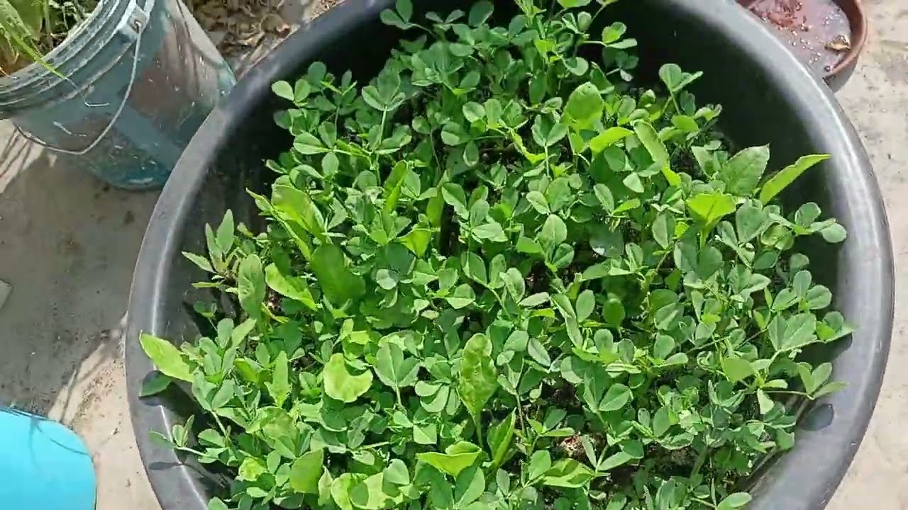 Chhat Se Sabji Todi 😍 | Rooftop Garden + Daily Life Vlog, Fresh Pyaz Bhaji, Semi, Palak, #dailyvlog