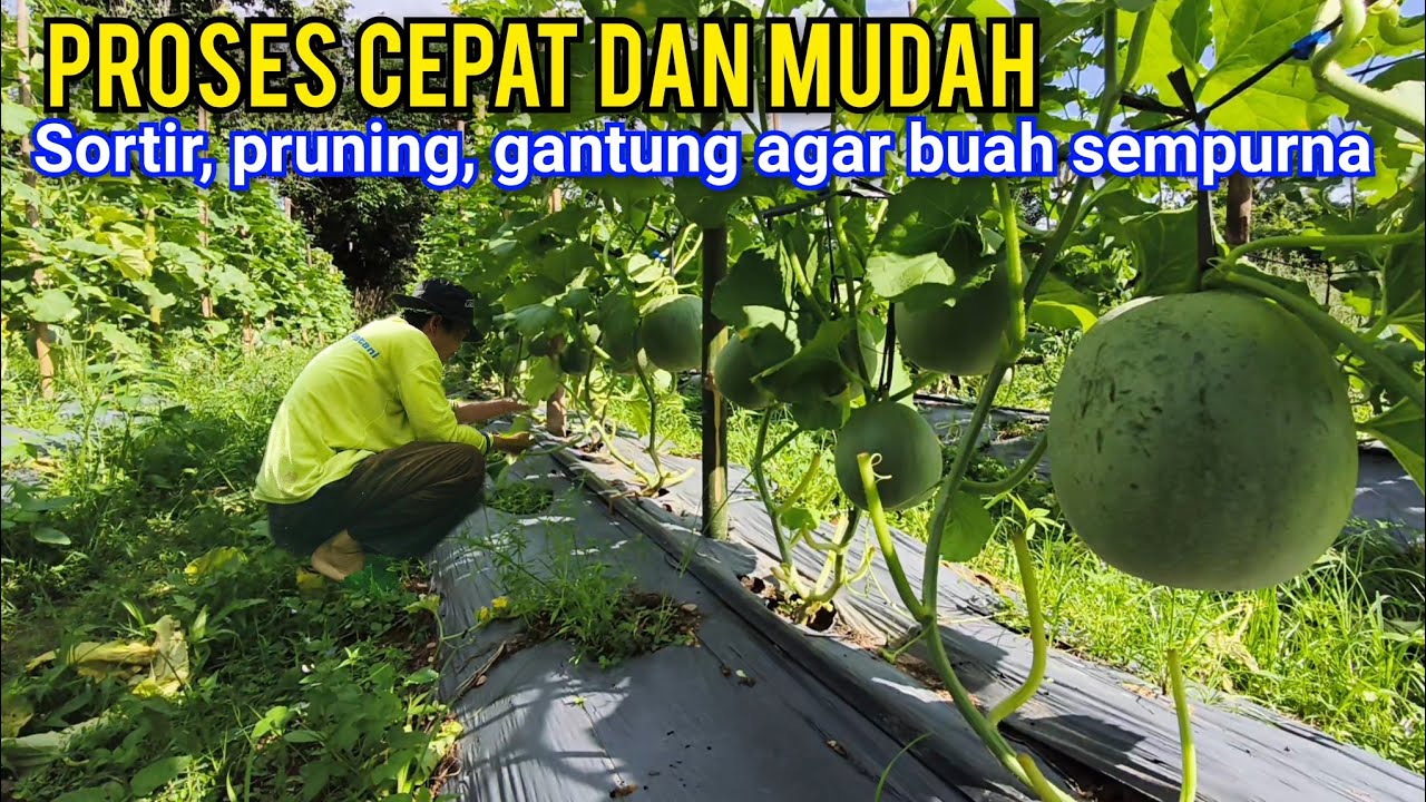 Tanpa Benang Lanjaran, Cara Tanam Melon Sistim Di Toping Yang Cepat Dan Mudah