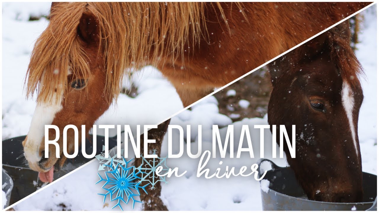 ─ROUTINE─ Alimentation et entretien le matin en hiver ❄️