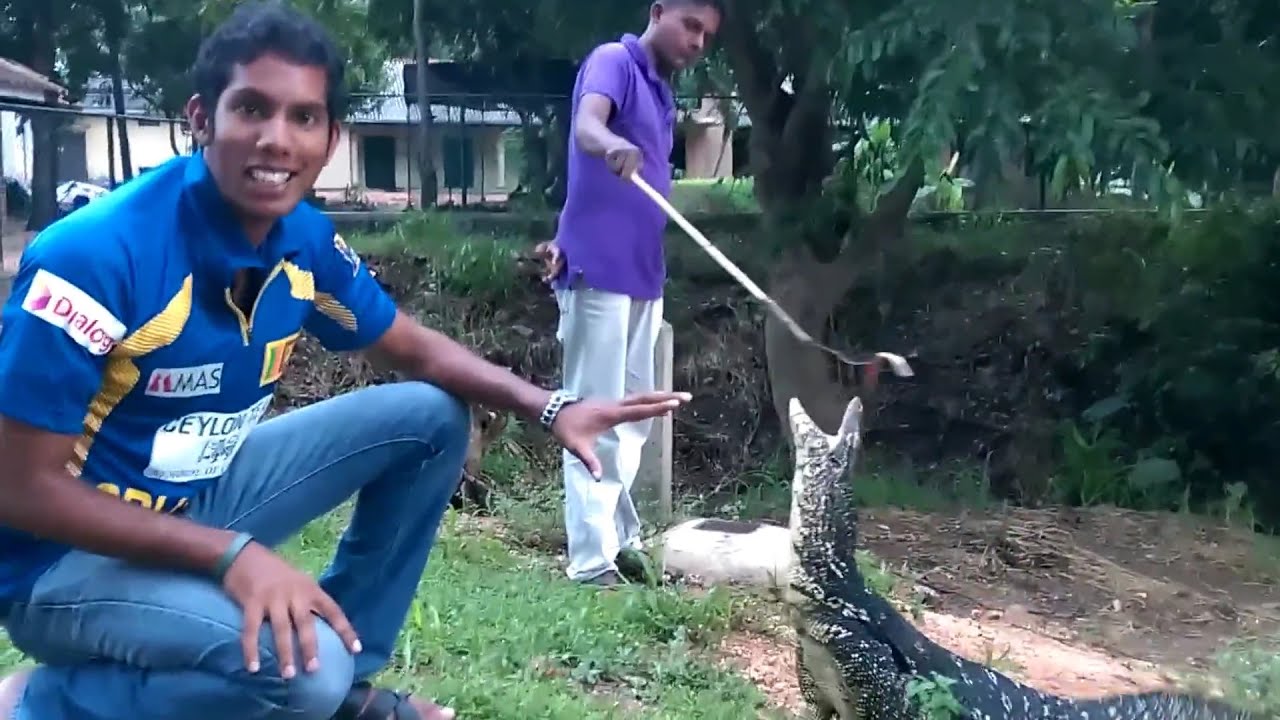 Varanen 🦎 in Sri Lanka 🇱🇰                       #srilankatips #polonnaruwa #shorts #srilankanatuur
