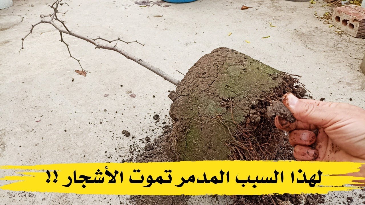 لهذا السبب المدمر تموت النباتات والأشجار !!