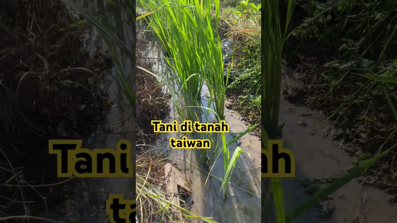 Sobat ngarit bmi taiwan #shorts #bmitaiwan #subscribe #petanimuda